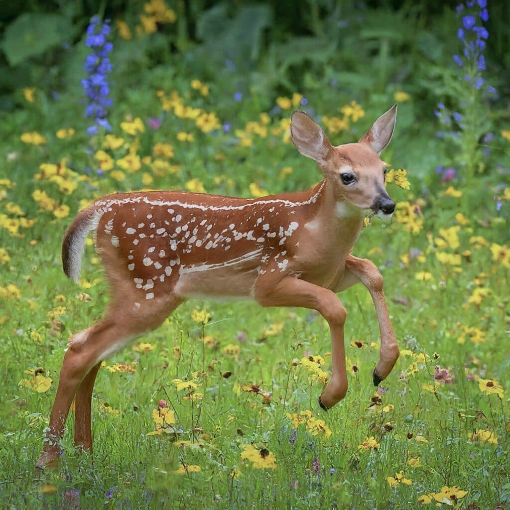 deer running