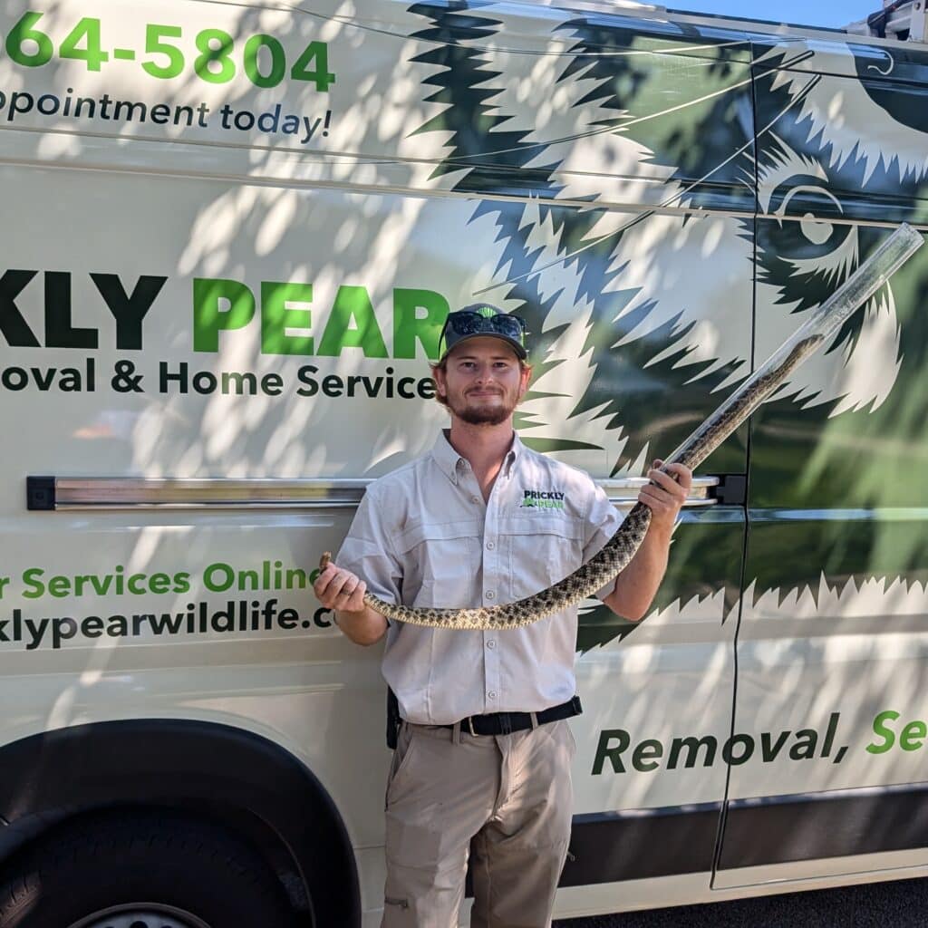 Prickly Pear employee holding a 4.5 foot long rattlesnake in front of the Prickly Pear van