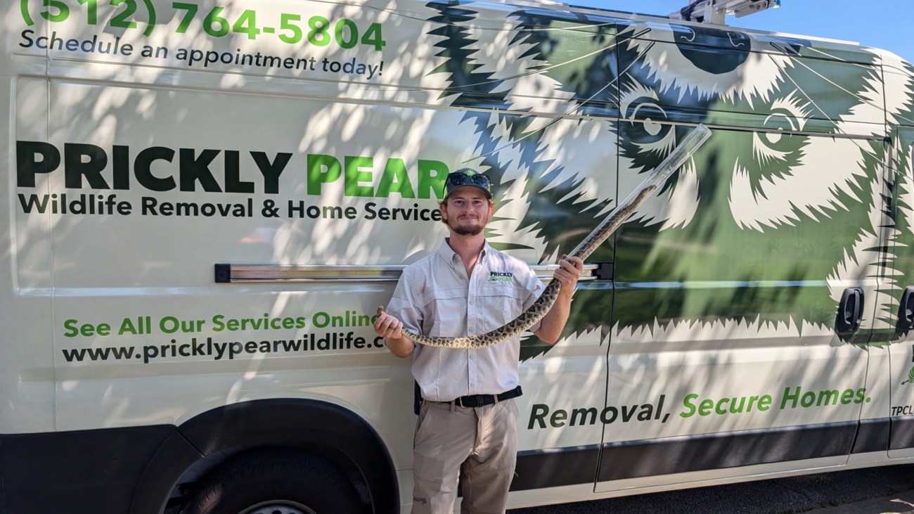 Prickly Pear employee holding a 4.5 foot long rattlesnake in front of the Prickly Pear van