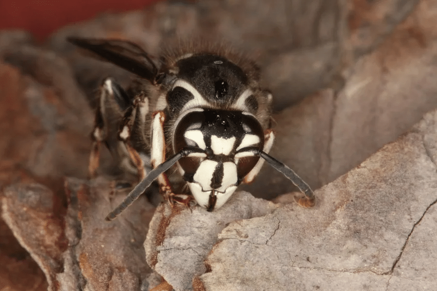 Close up of a single bold faced hornet