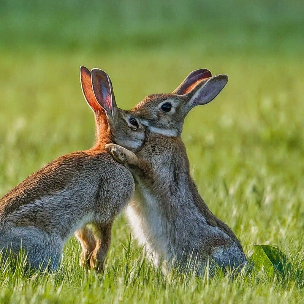 two rabbits in a field appearing to hug