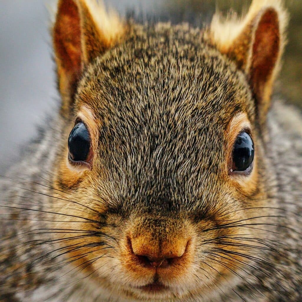 closeup of a squirrel face looking directly at the camera