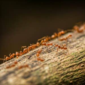 ants