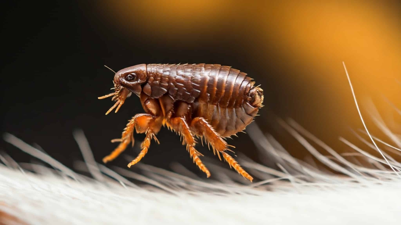 fleas are a real itch