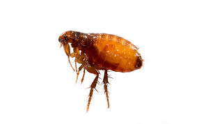 zoomed in photo of fleas