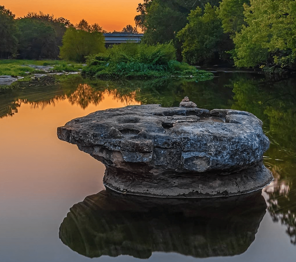 Wildlife Removal Round Rock