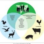 zoonotic diseases
