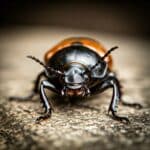 close-up of a beetle on a stone