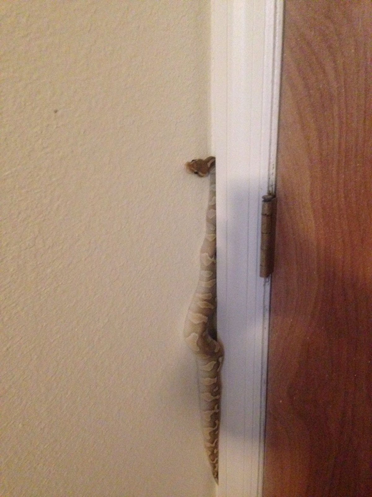 Snake hiding in the gap beside a door frame