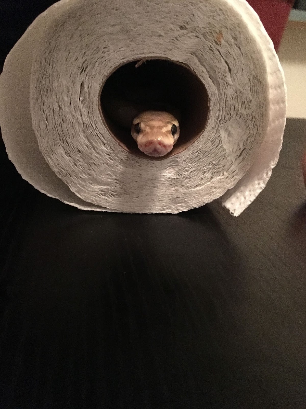 Small snake peeking out of a paper towel roll