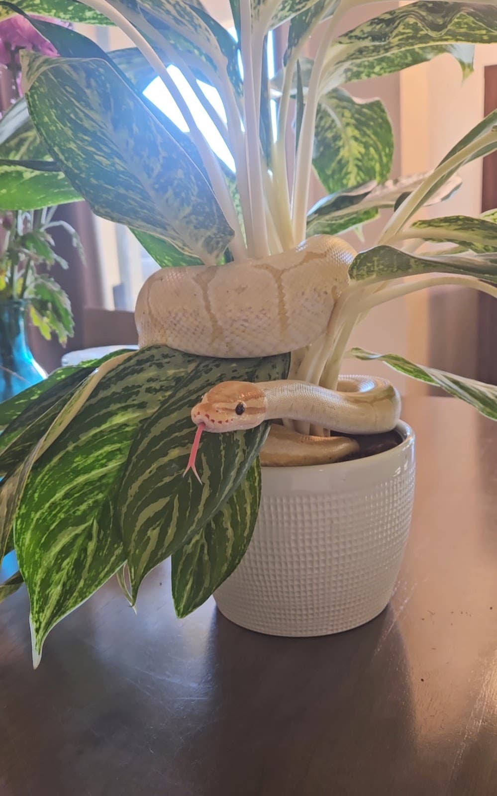 Snake coiled in a potted houseplant