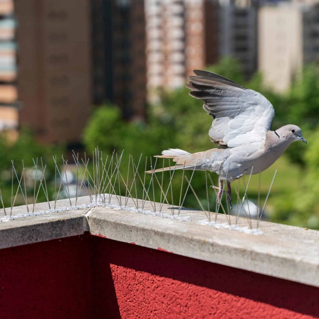 Commercial Bird Control Services in Austin | Prickly Pear