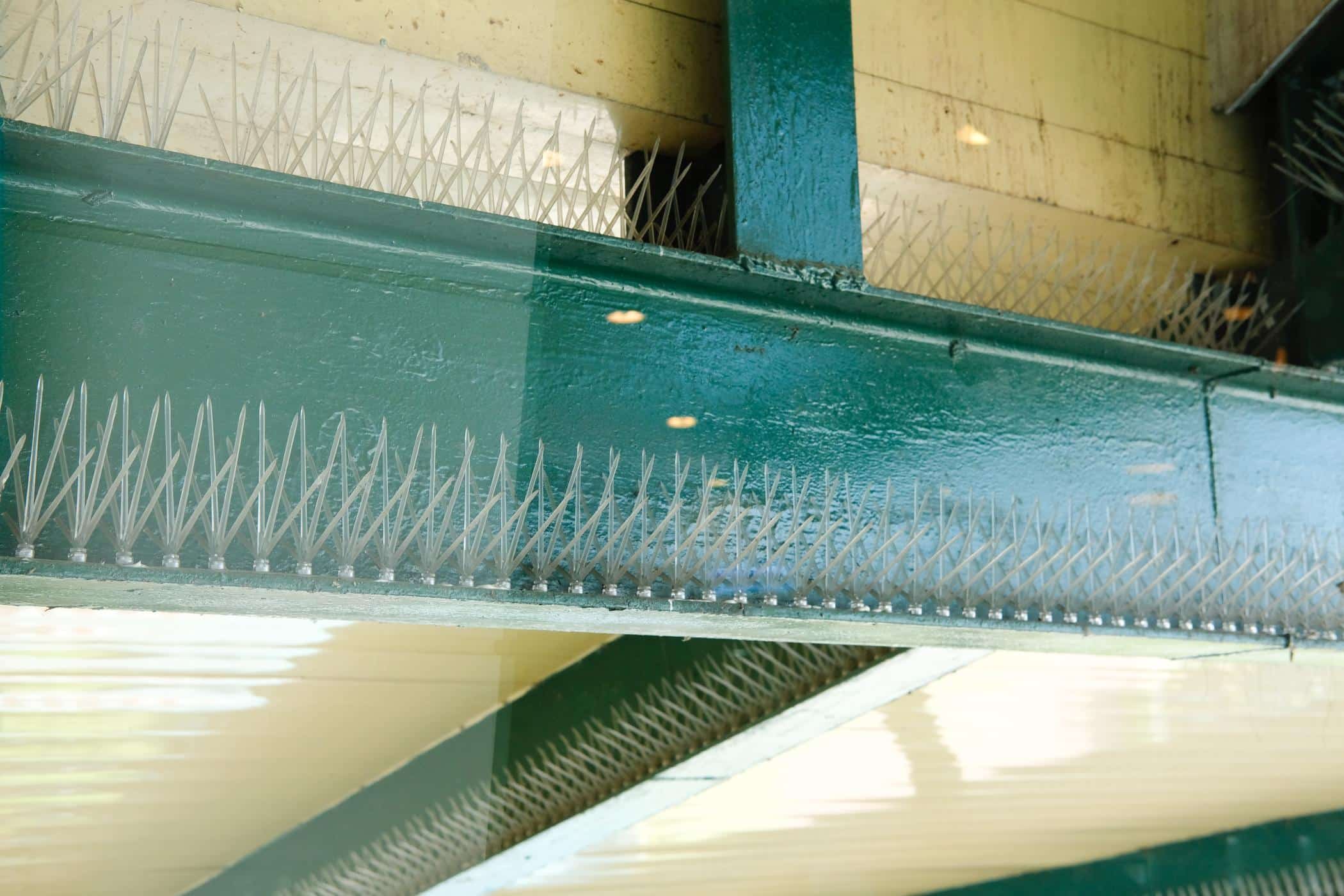 bird spikes for commercial bird control in pflugerville