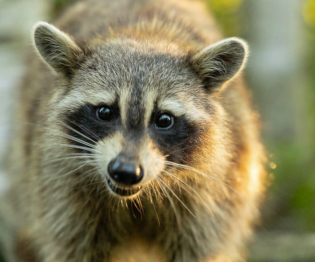 raccoon removal in austin reference