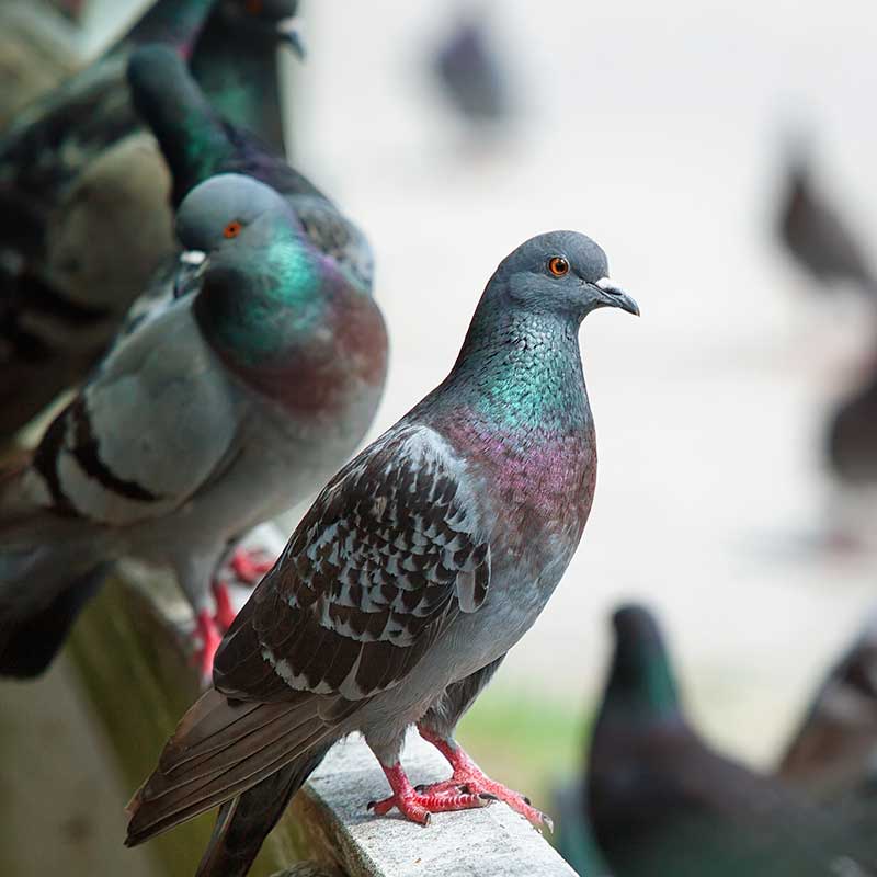 pigeon problem creating a need for pest bird control
