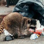 raccoon removal necessary for prevention of trash and property destruction