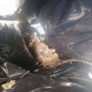 Hutto | Hutto Rat Wildlife Removal in Hutto
