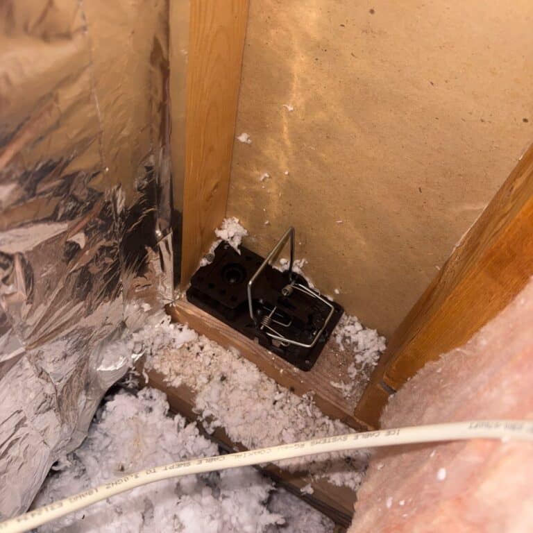 Before photo - Austin | West Lake Hills Rodent Management in Austin