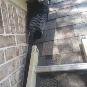 Before photo - Round Rock | Teravista Ringtail Wildlife Removal in Round Rock
