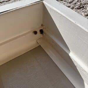 Before photo - Round Rock | Teravista General Pest Control in Round Rock