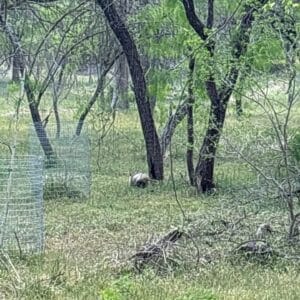 Before photo - Austin | Pecan Springs-Springdale Possum Wildlife Removal in Austin