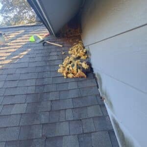 Before photo - Austin | Gracywoods Rodent & Wildlife Exclusion in Central Texas