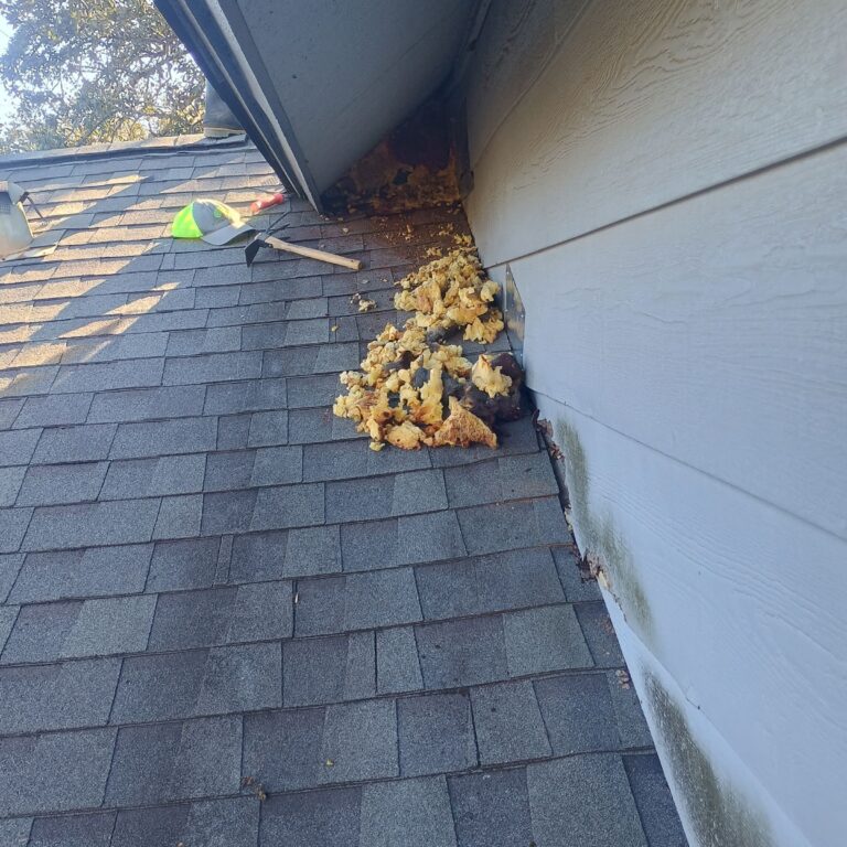 Before photo - Austin | Gracywoods Rodent & Wildlife Exclusion in Central Texas