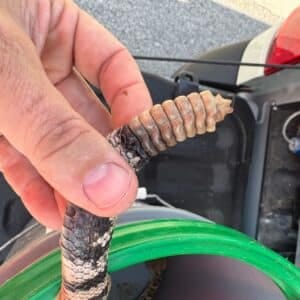 Before photo - Pflugerville | Blackhawk Rattlesnake Removal in Pflugerville