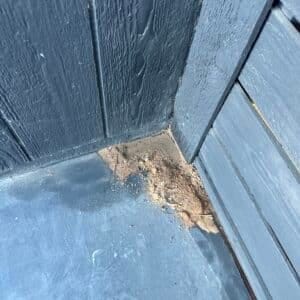 Austin | East Austin Roaches and Ants Pest Control in Austin
