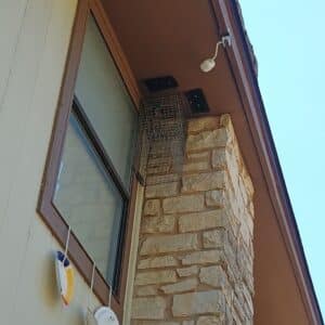 Round Rock | Oak Bluff Raccoon Wildlife Removal in Round Rock