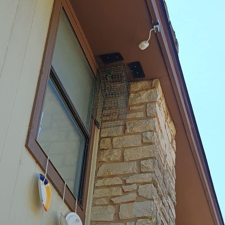 Oak Bluff Raccoon Wildlife Removal