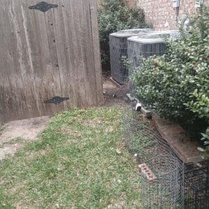 Round Rock | Teravista Armadillo Removal in Round Rock