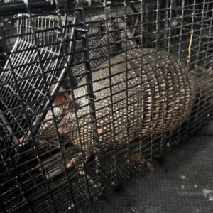 Round Rock | Forest Creek Armadillo Removal in Round Rock
