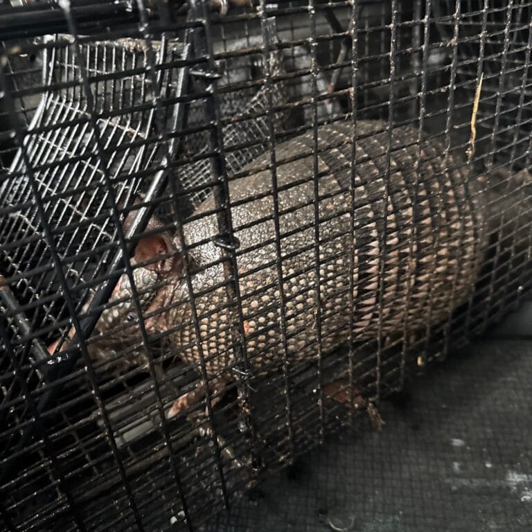 Forest Creek Armadillo Removal