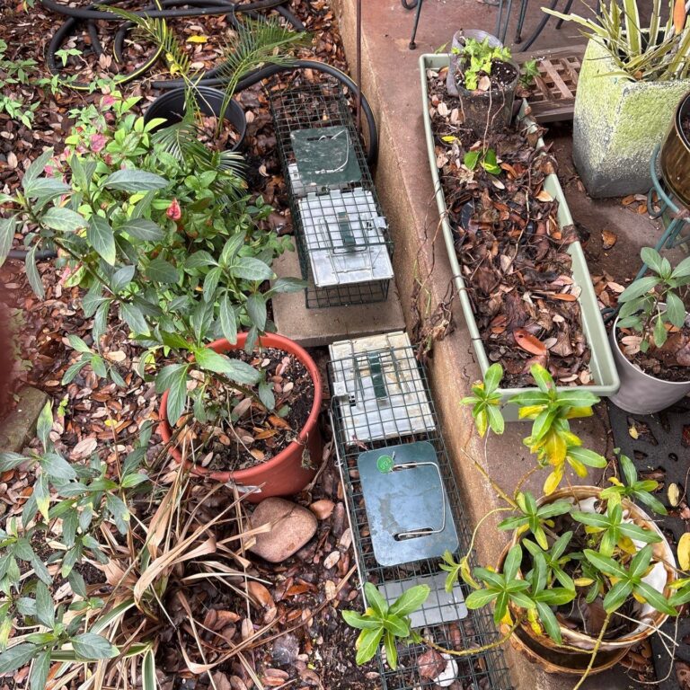 Austin | Allandale Squirrel Wildlife Removal in Austin