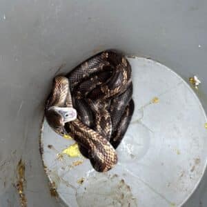 Round Rock | Teravista Snake Wildlife Removal in Round Rock