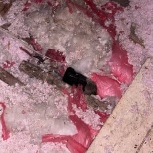 Austin | Quail Creek Rodent & Possum Wildlife Removal in Austin
