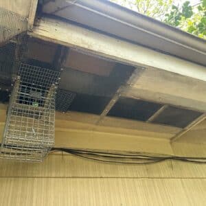 Austin | Tarrytown Acrobat Ant Pest Control in Austin