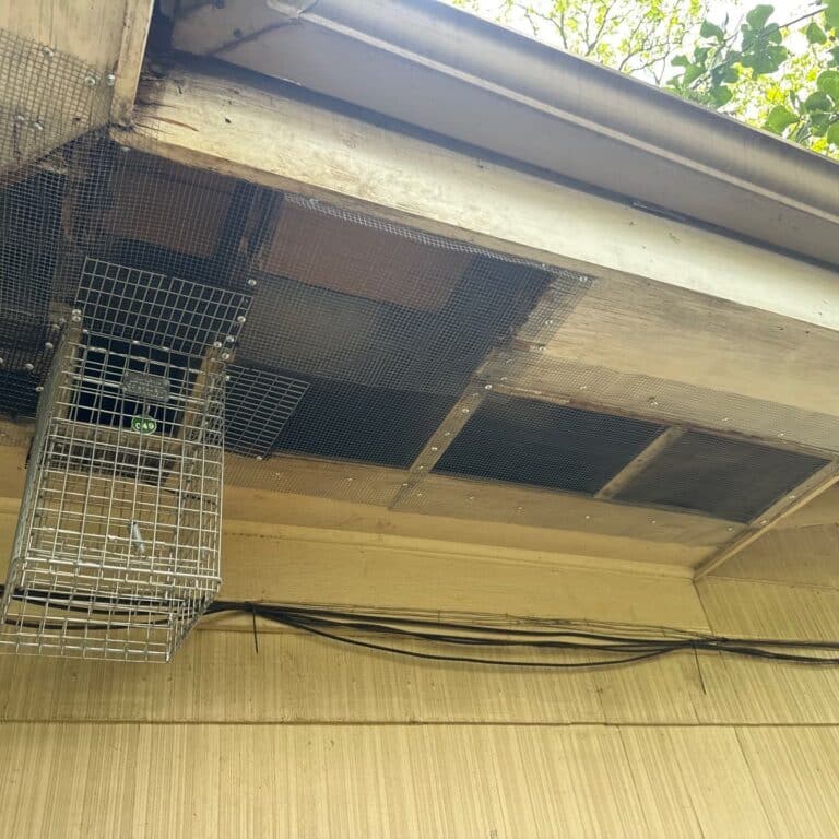 Tarrytown Acrobat Ant Pest Control