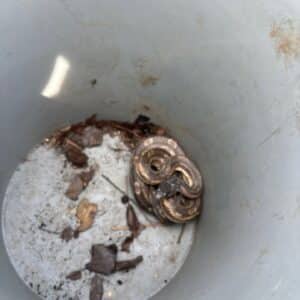 Austin | Allandale Snakes Wildlife Removal in Austin