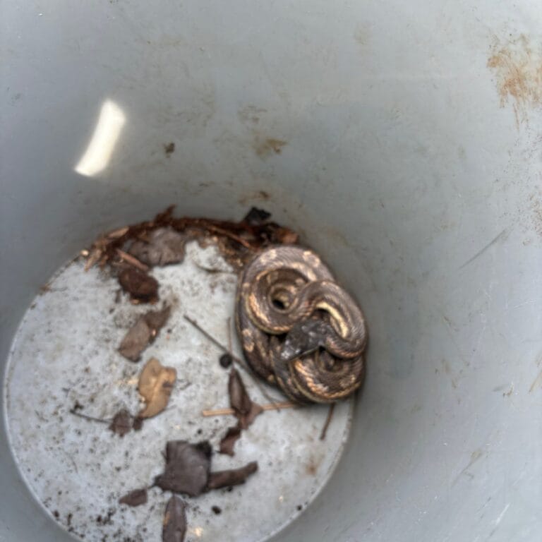 Allandale Snakes Wildlife Removal