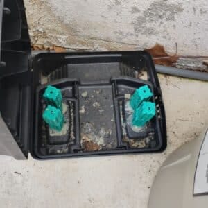 Austin | Falconhead Rodent Wildlife Removal in Austin