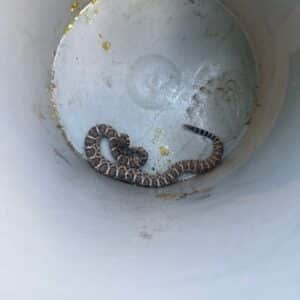 Manor | Wildhorse Ranch Rattlesnake Removal in Manor