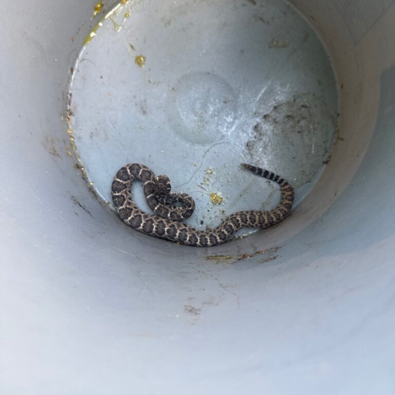 Manor | Wildhorse Ranch Rattlesnake Removal in Manor