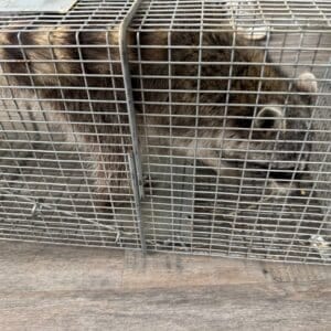 Austin | Cherrywood Raccoon Removal in Austin