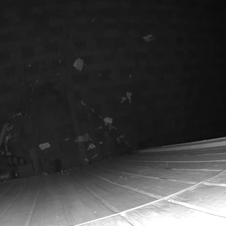 Austin | West Lake Hills Rodent Wildlife Removal in Austin