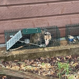 Austin | Circle C Ranch Opossum Removal in Austin