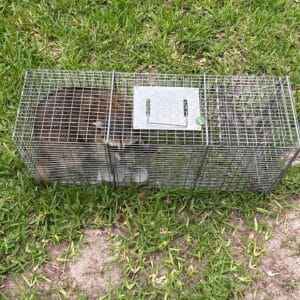 Austin | Great Hills Raccoon Wildlife Removal in Austin