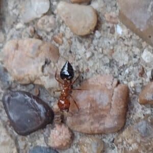 Round Rock | Teravista Acrobat Ant Annihilation in Round Rock