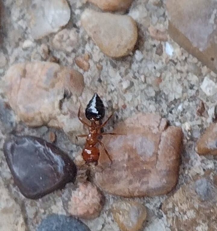 Teravista Acrobat Ant Pest Control